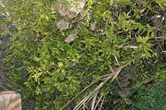 Billardiera heterophylla