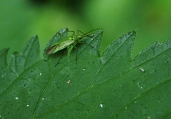Calocoris alpestris