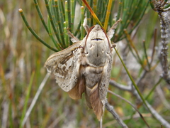 Abantiades mcquillani
