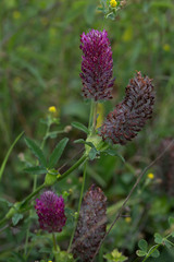 Trifolium rubens