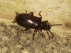 Luprops orientalis