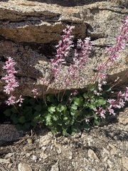 Heuchera elegans