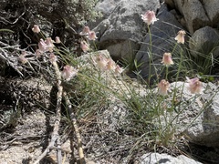 Trifolium dedeckerae