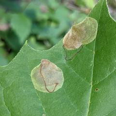 Ectoedemia platanella