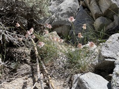 Trifolium dedeckerae