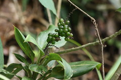 Cordyline murchisoniae
