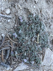 Astragalus kentrophyta tegetarius