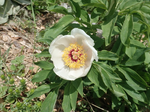 Paeonia arietina (Paeonia arietina)