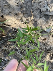 Metastelma barbigerum