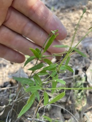 Metastelma barbigerum