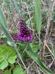 Dactylorhiza purpurella