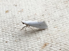 Eucalantica polita