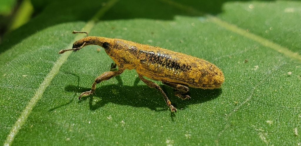 Lixus dentipes