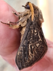 Oxycanus antipoda