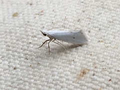 Eucalantica polita