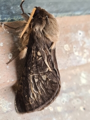 Oxycanus antipoda