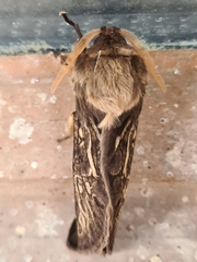 Oxycanus antipoda