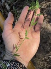 Metastelma barbigerum