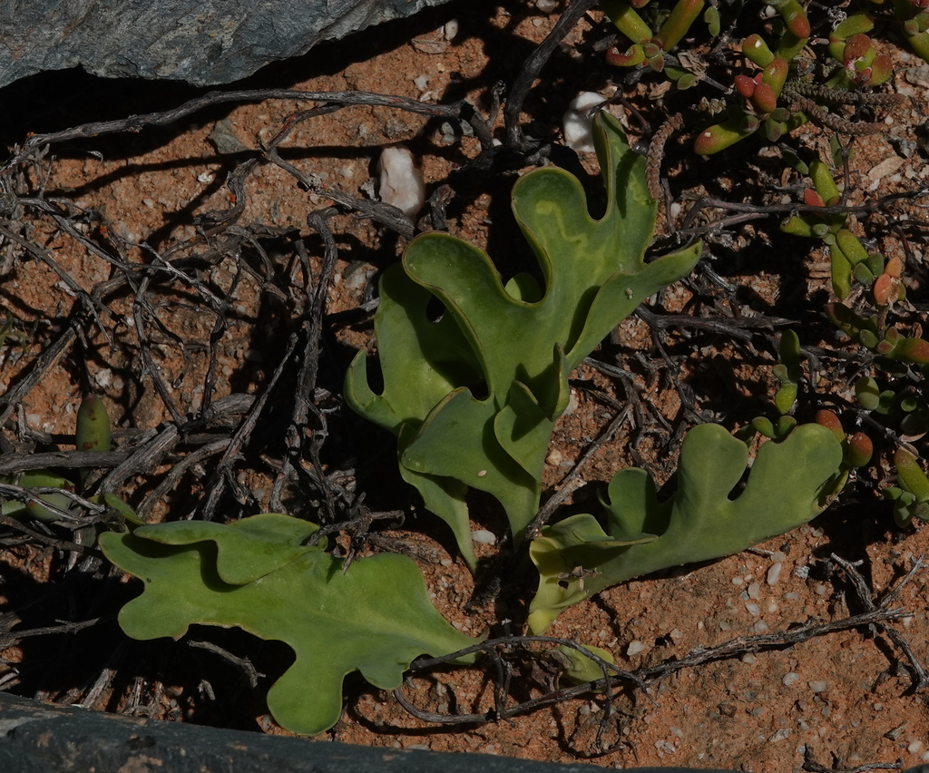 Othonna cakilefolia, West Coast, ZA-WC, ZA