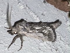 Hypopta palmata