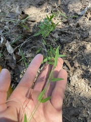 Metastelma barbigerum