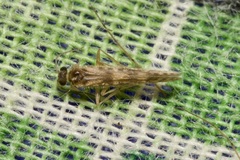 Agraylea