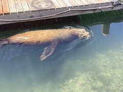 Zalophus californianus