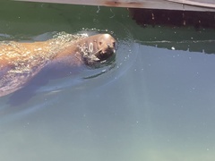 Zalophus californianus