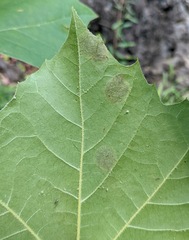 Ectoedemia platanella