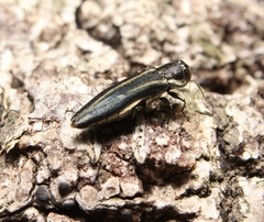 Agrilus bilineatus