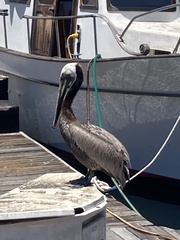 Pelecanus occidentalis