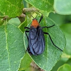 Plecia americana