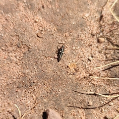 Eriopis connexa