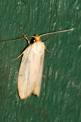 Xylorycta assimilis