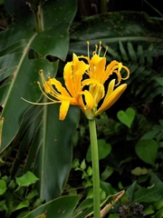 Lycoris aurea