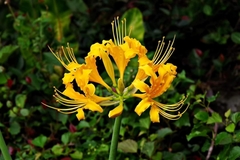 Lycoris aurea