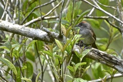 Synallaxis albescens