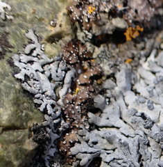 Punctelia stictica
