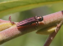 Agrilus quadriguttatus niveiventris