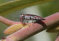 Agrilus quadriguttatus niveiventris