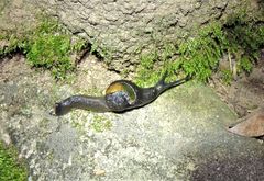 Fastosarion