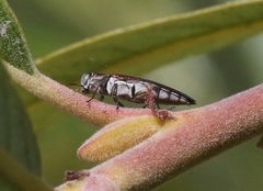 Agrilus quadriguttatus niveiventris