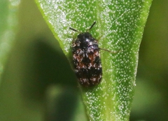 Trogoderma sternale