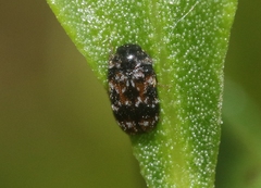 Trogoderma sternale