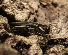 Agrilus bilineatus