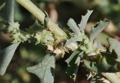 Atriplex rosea