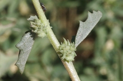 Atriplex rosea