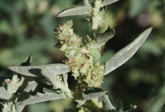 Atriplex rosea