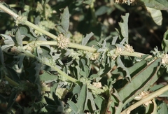Atriplex rosea