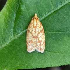 Sparganothis sulfureana